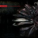 Ovrfwrd (USA) - Fantasy Absent Reason (2015) [FLAC] [24bit-48kHz] [t0deusz]